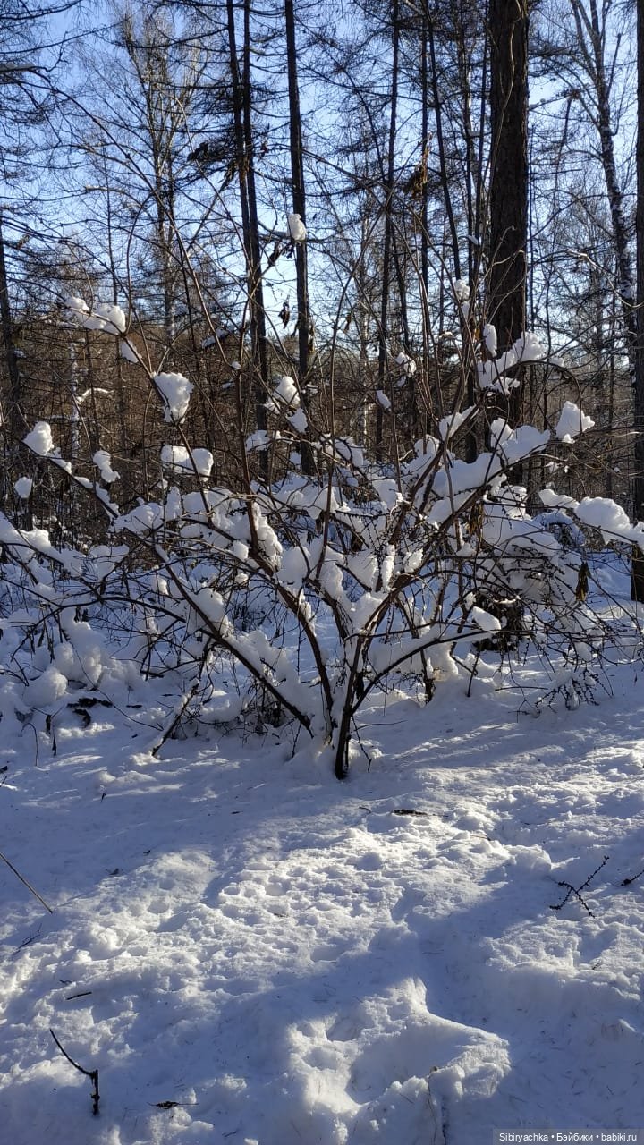 Снежно-хвойная прогулка Юляшки