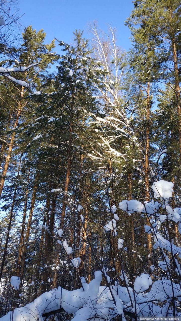 Снежно-хвойная прогулка Юляшки