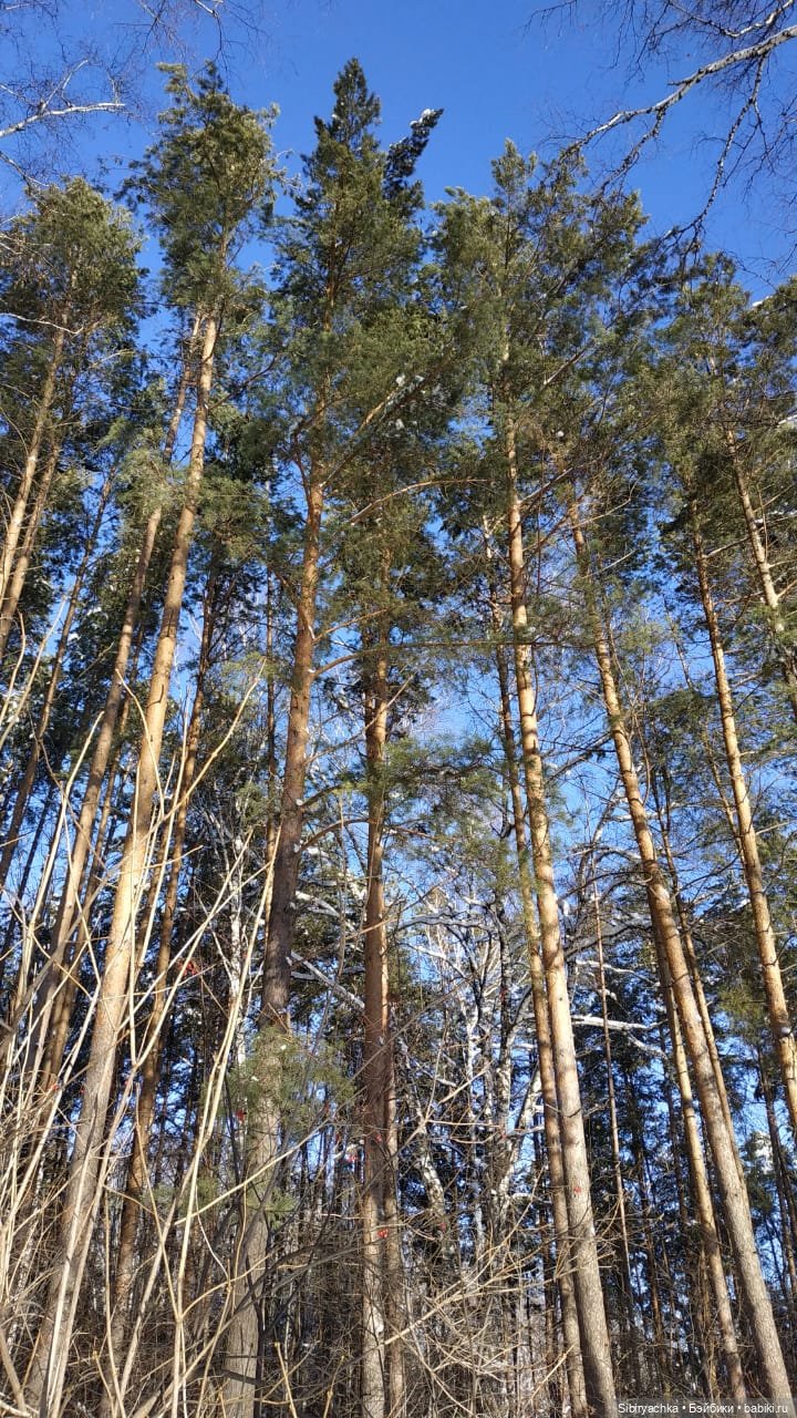 Снежно-хвойная прогулка Юляшки