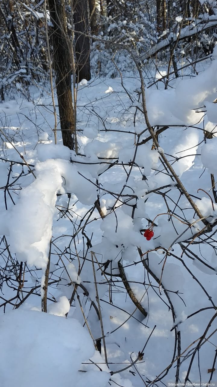 Снежно-хвойная прогулка Юляшки
