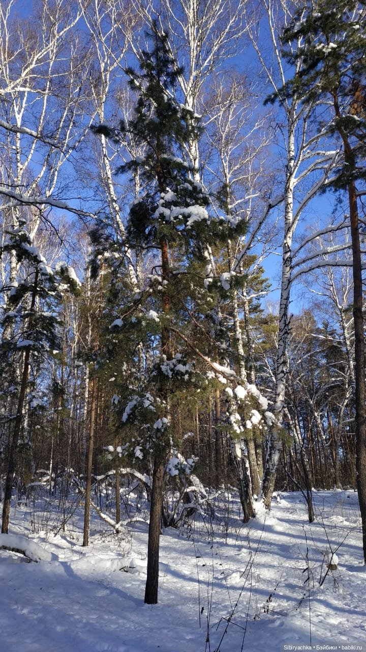 Снежно-хвойная прогулка Юляшки