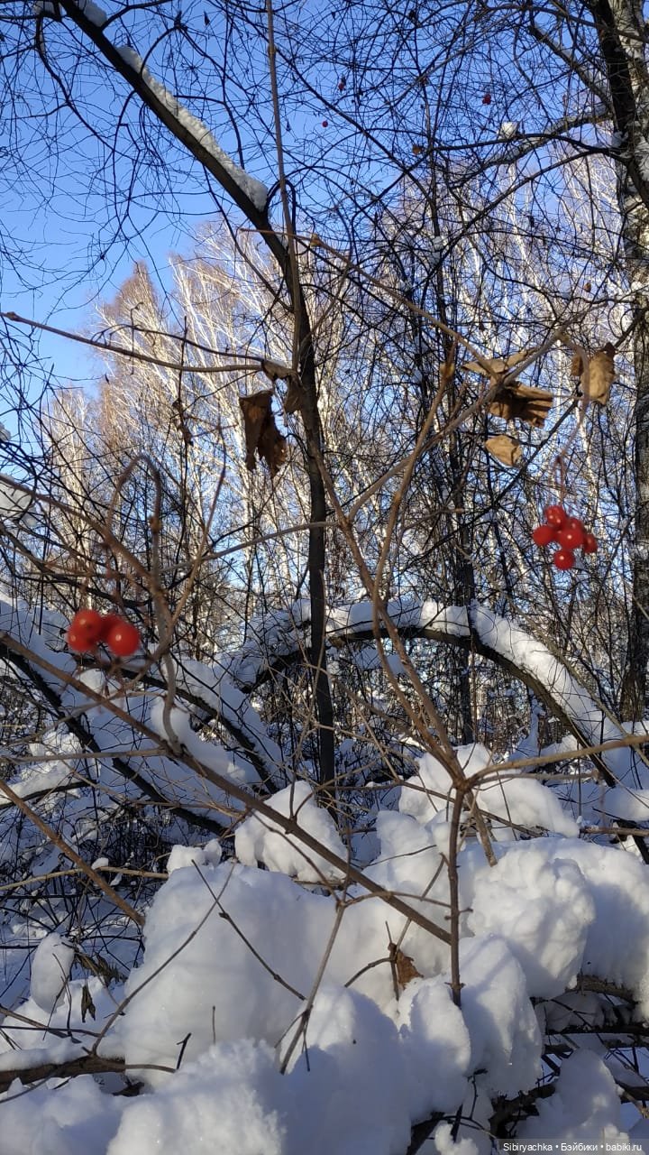 Снежно-хвойная прогулка Юляшки