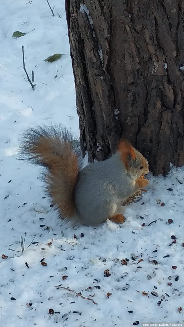 Снежно-хвойная прогулка Юляшки (фото 9)