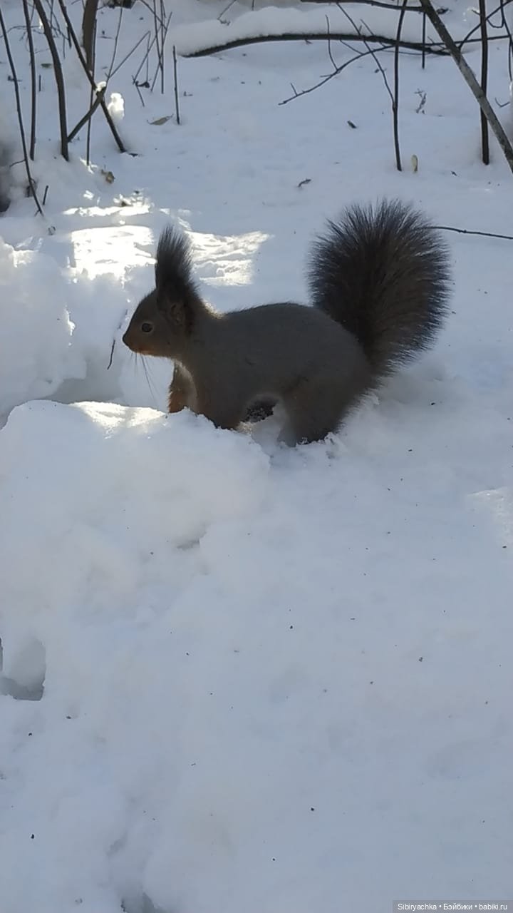 Снежно-хвойная прогулка Юляшки