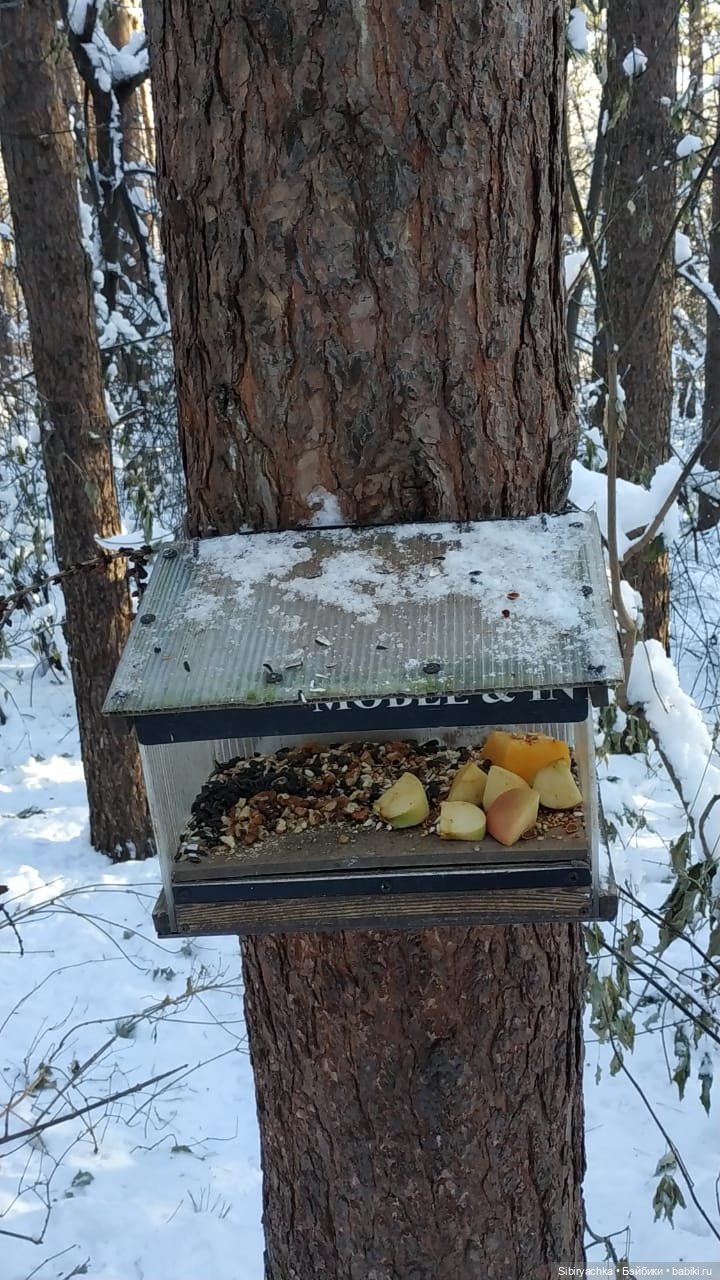 Снежно-хвойная прогулка Юляшки (фото 8)