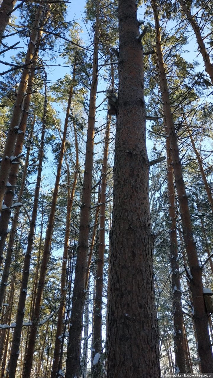 Снежно-хвойная прогулка Юляшки