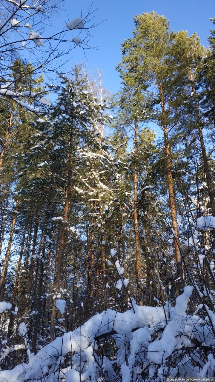 Снежно-хвойная прогулка Юляшки