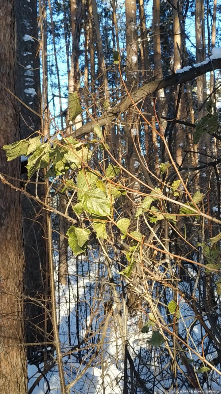 Снежно-хвойная прогулка Юляшки