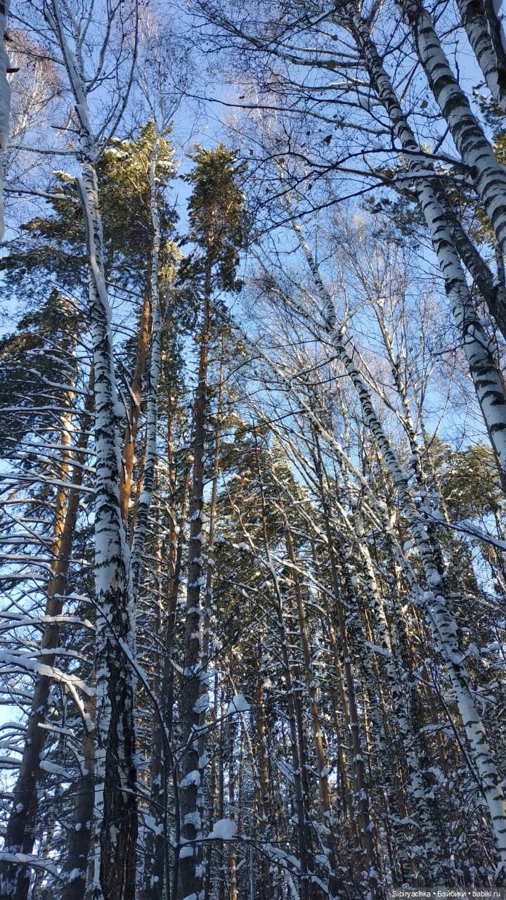 Снежно-хвойная прогулка Юляшки (фото 2)