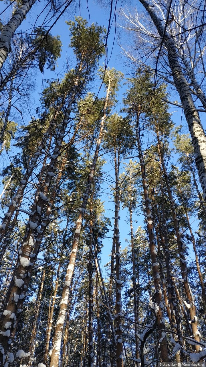 Снежно-хвойная прогулка Юляшки (фото 5)