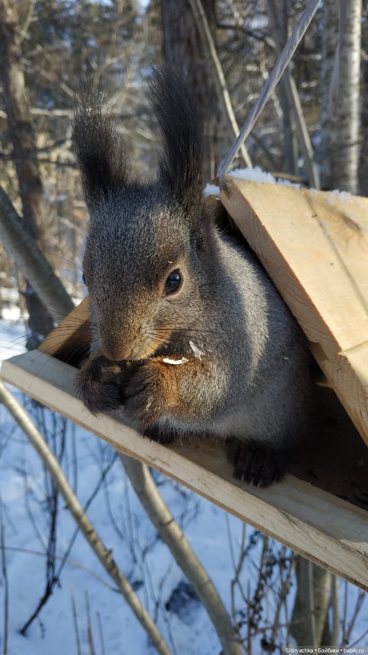 Зимняя прогулка Юляшки в любимом лесу
