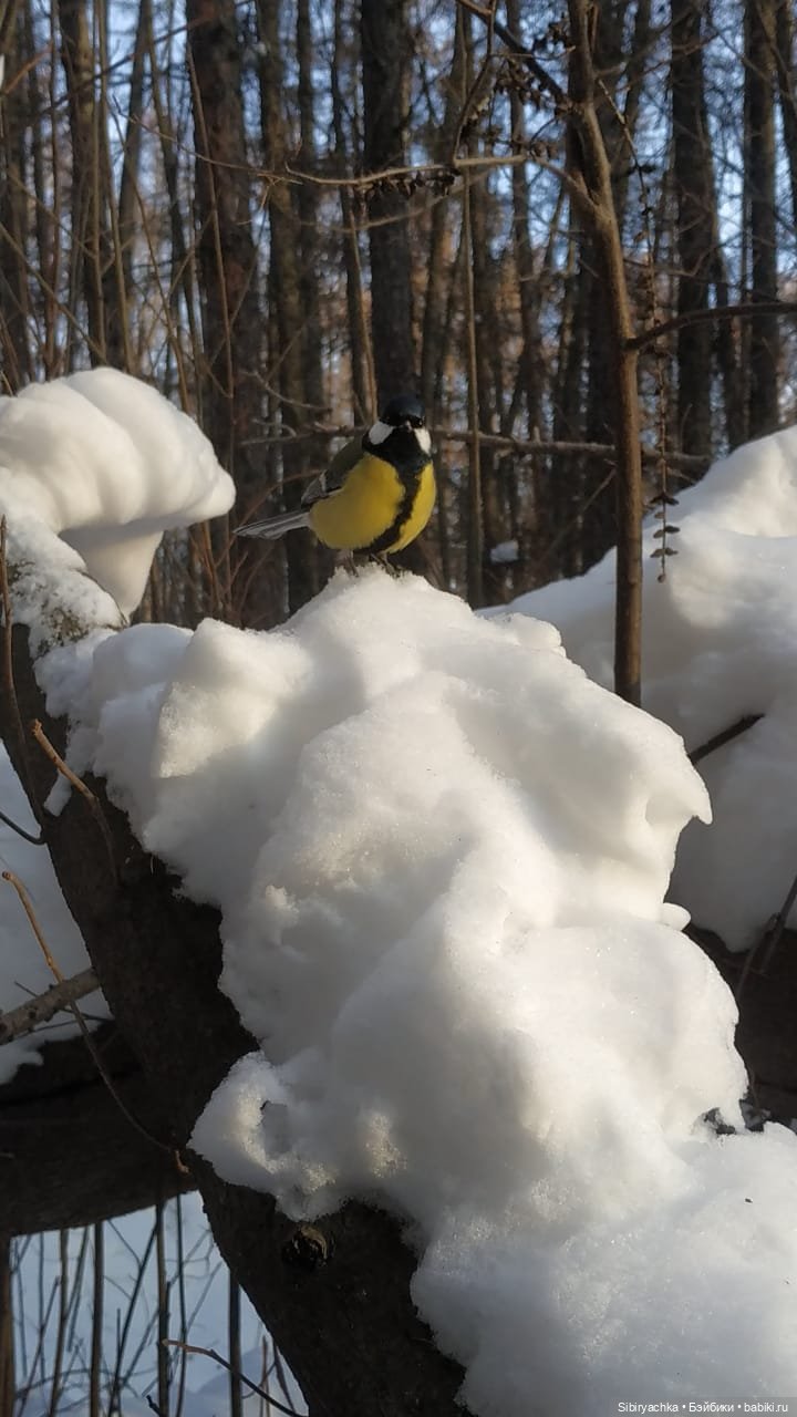 Вторая лыжная прогулка Юляшки. Продолжение (фото 8)