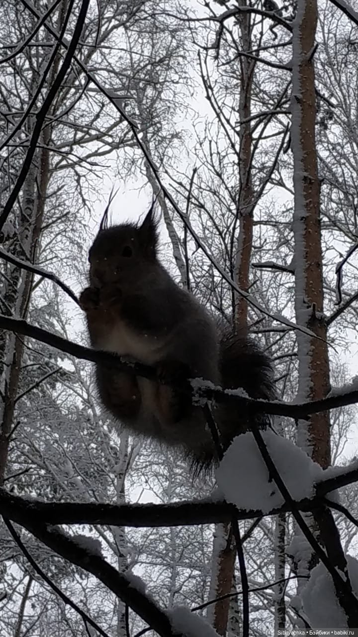 Белочки в сибирском лесу — В мире животных: смешные фото питомцев и зверей
