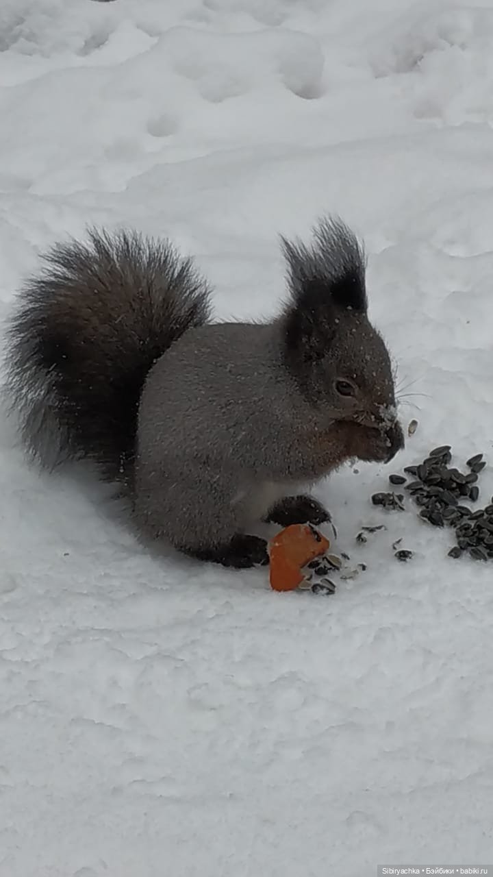 Белочки в сибирском лесу — В мире животных: смешные фото питомцев и зверей