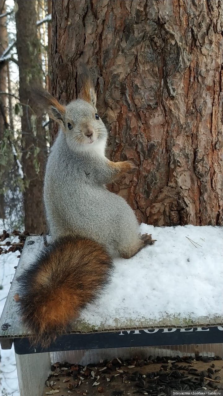 Белочки в сибирском лесу — В мире животных: смешные фото питомцев и зверей