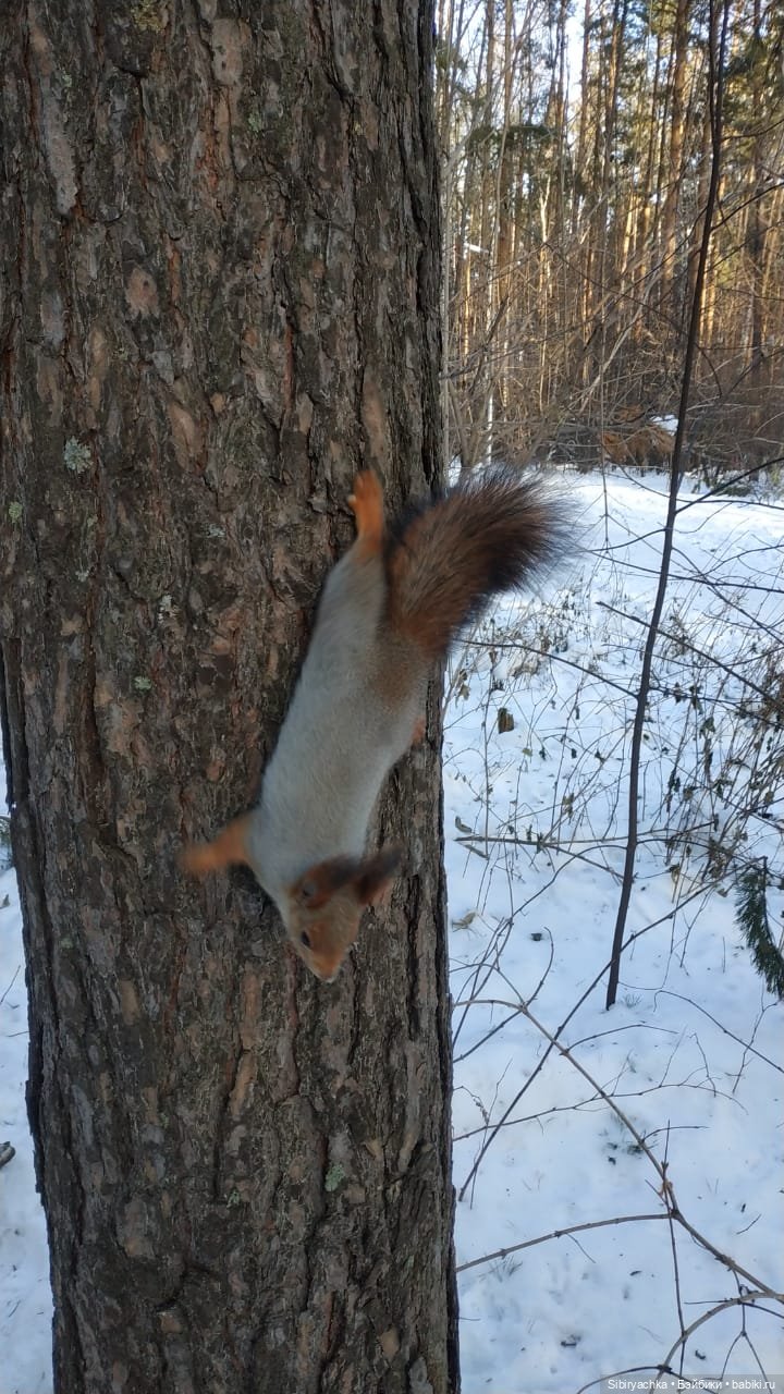 Белочки в сибирском лесу — В мире животных: смешные фото питомцев и зверей