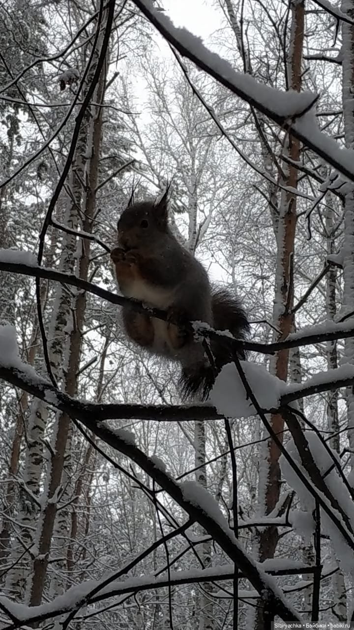 Белочки в сибирском лесу — В мире животных: смешные фото питомцев и зверей