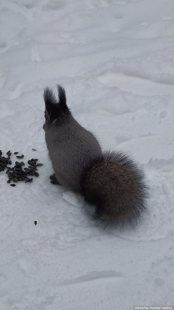 Белочки в сибирском лесу — В мире животных: смешные фото питомцев и зверей