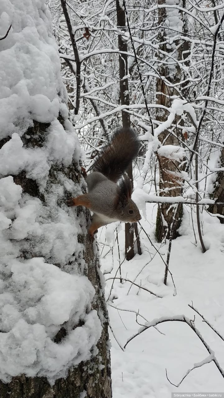 Белочки в сибирском лесу — В мире животных: смешные фото питомцев и зверей