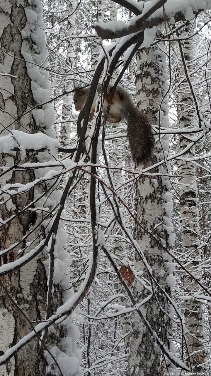 Белочки в сибирском лесу — В мире животных: смешные фото питомцев и зверей