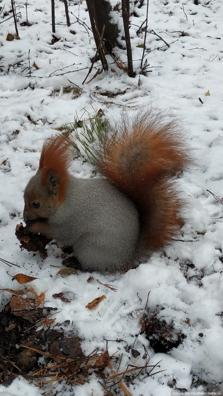 Белочки в сибирском лесу — В мире животных: смешные фото питомцев и зверей
