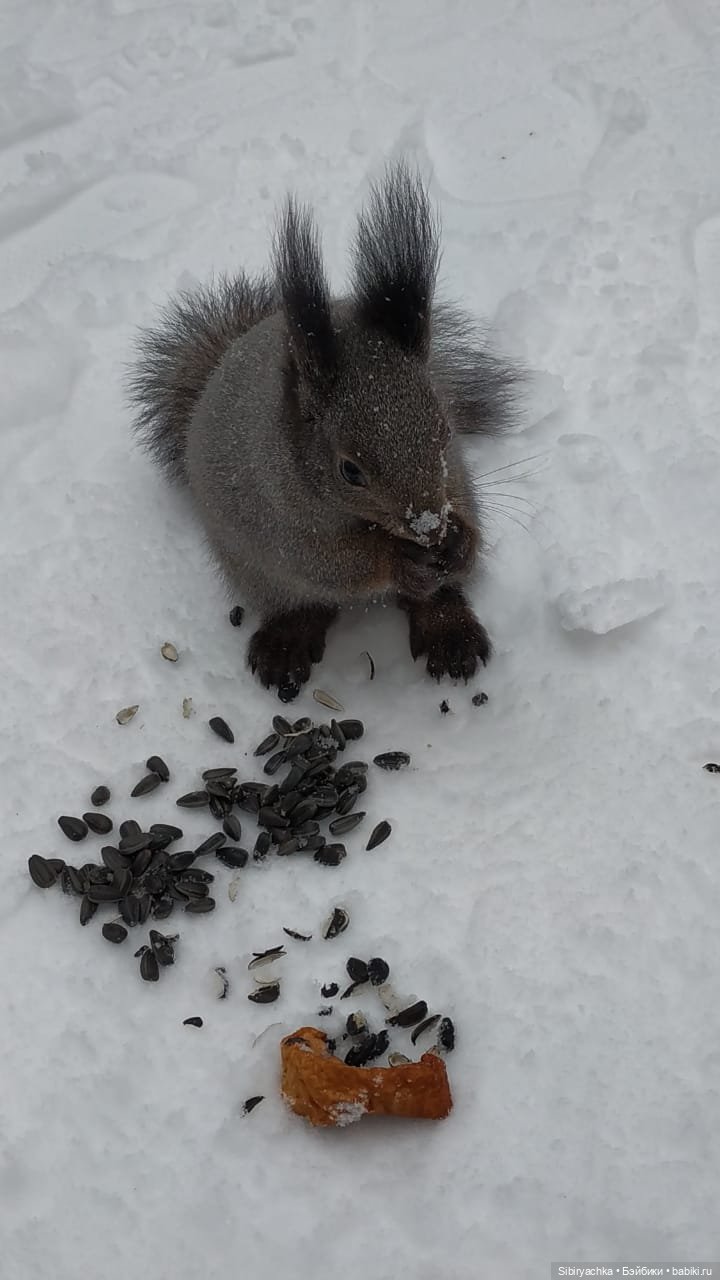 Белочки в сибирском лесу — В мире животных: смешные фото питомцев и зверей