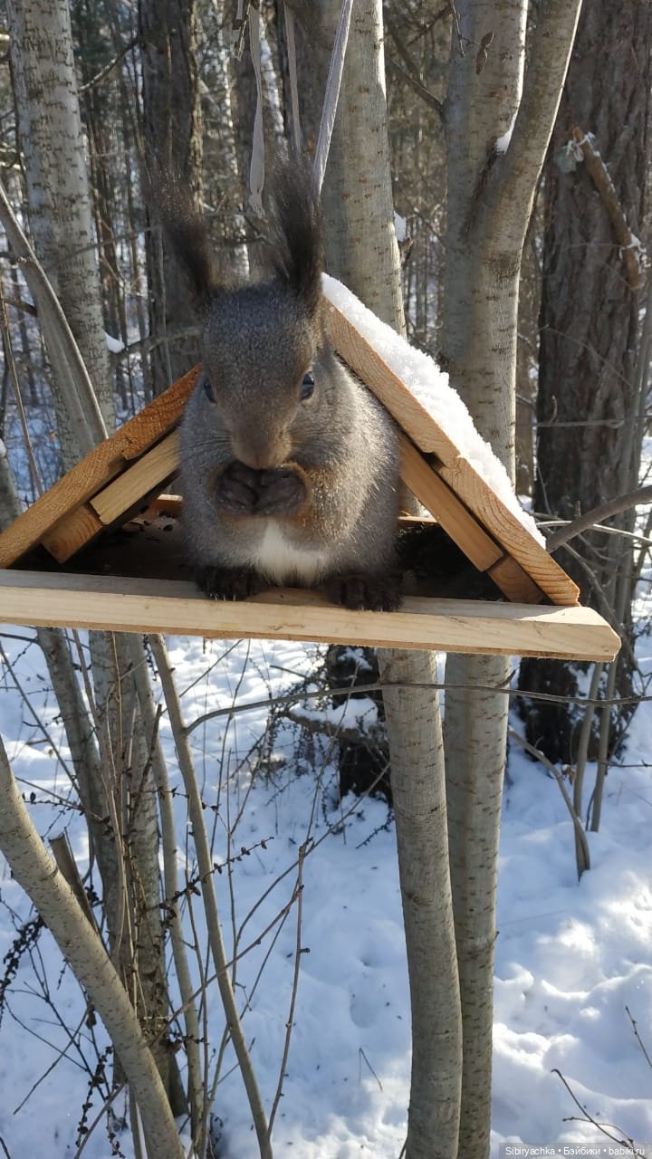 Белочки в сибирском лесу — В мире животных: смешные фото питомцев и зверей (фото 4)