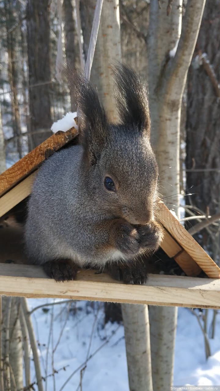 Белочки в сибирском лесу — В мире животных: смешные фото питомцев и зверей (фото 7)