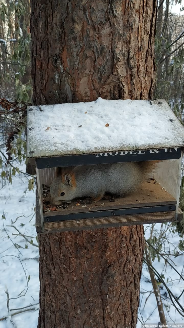 Белочки в сибирском лесу — В мире животных: смешные фото питомцев и зверей