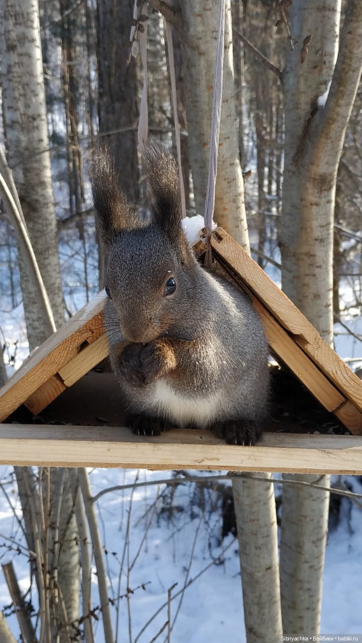 Белочки в сибирском лесу — В мире животных: смешные фото питомцев и зверей (фото 6)