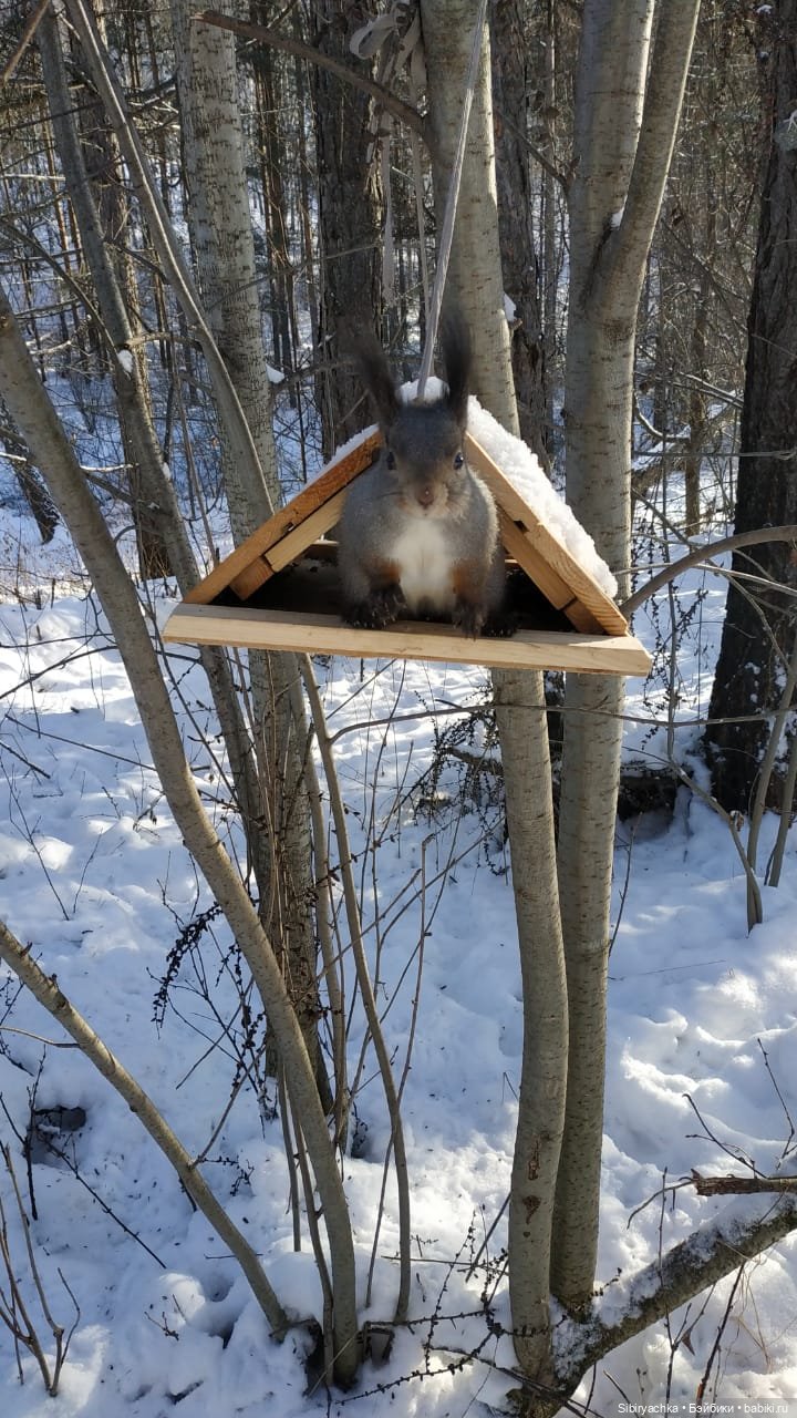 Белочки в сибирском лесу — В мире животных: смешные фото питомцев и зверей (фото 3)