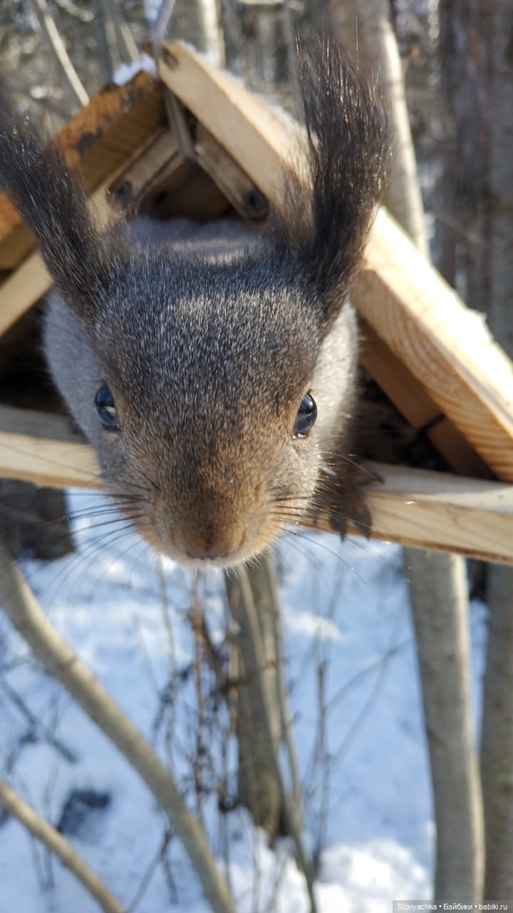 Белочки в сибирском лесу — В мире животных: смешные фото питомцев и зверей (фото 8)