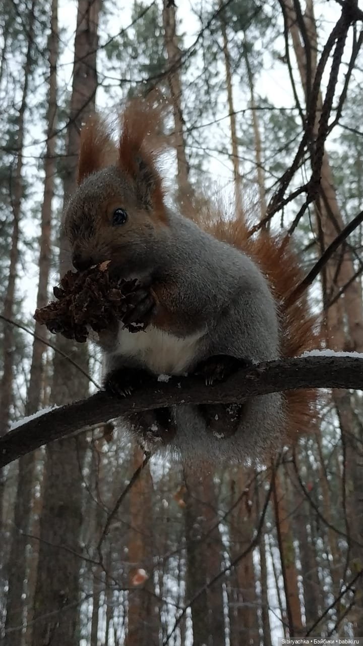 Белочки в сибирском лесу — В мире животных: смешные фото питомцев и зверей