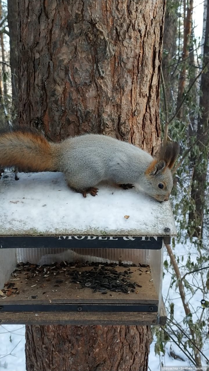 Белочки в сибирском лесу — В мире животных: смешные фото питомцев и зверей