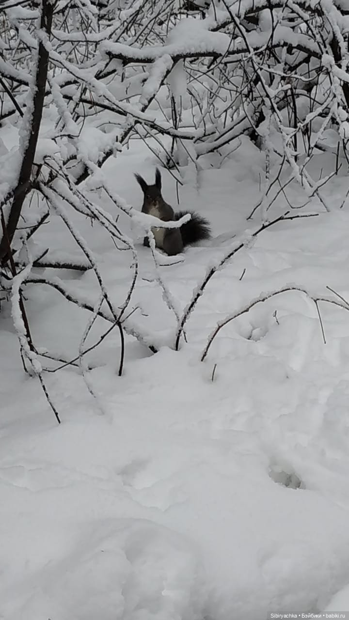 Белочки в сибирском лесу — В мире животных: смешные фото питомцев и зверей