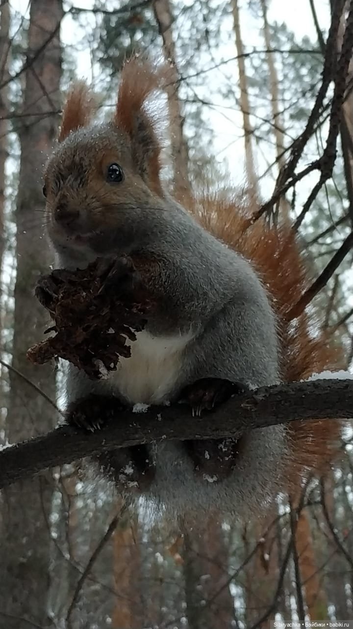 Белочки в сибирском лесу — В мире животных: смешные фото питомцев и зверей