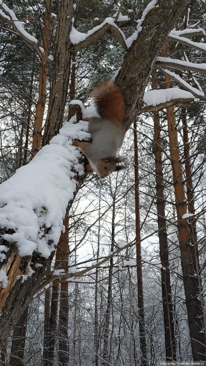 Белочки в сибирском лесу — В мире животных: смешные фото питомцев и зверей