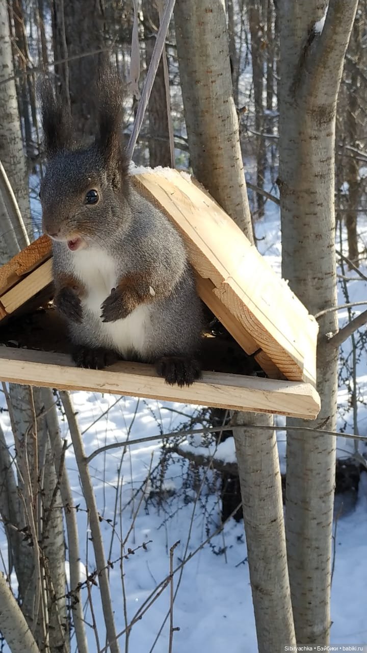 Белочки в сибирском лесу — В мире животных: смешные фото питомцев и зверей (фото 5)