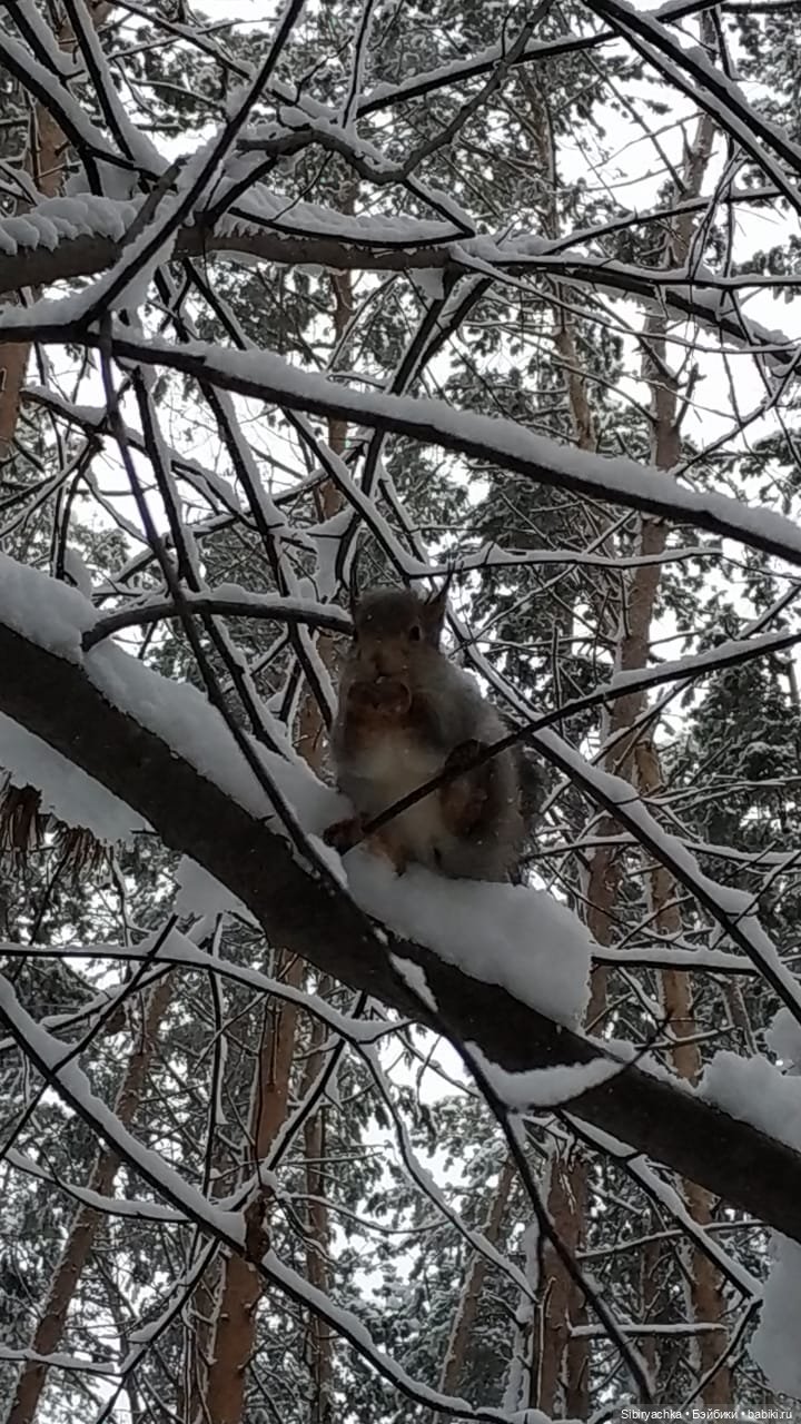 Белочки в сибирском лесу — В мире животных: смешные фото питомцев и зверей