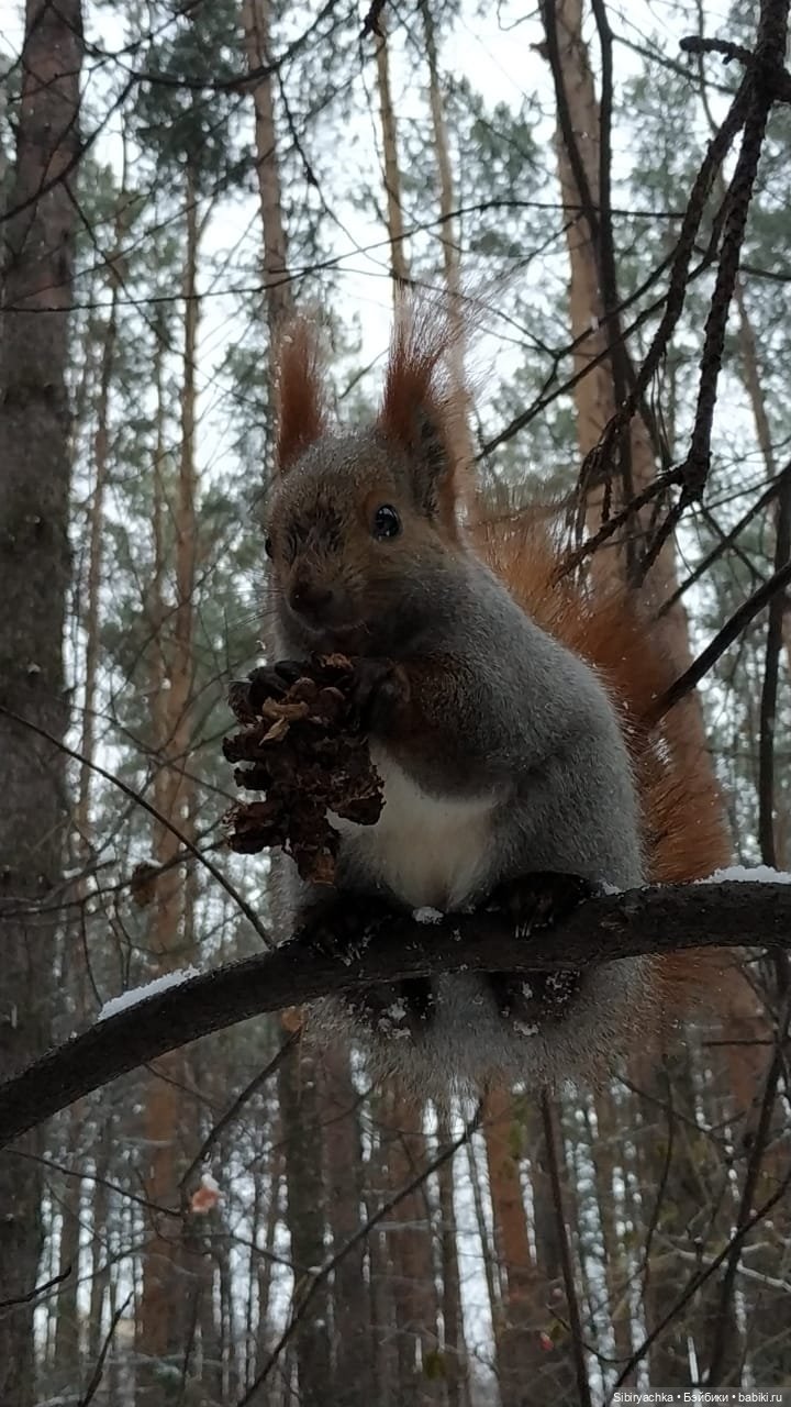 Белочки в сибирском лесу — В мире животных: смешные фото питомцев и зверей