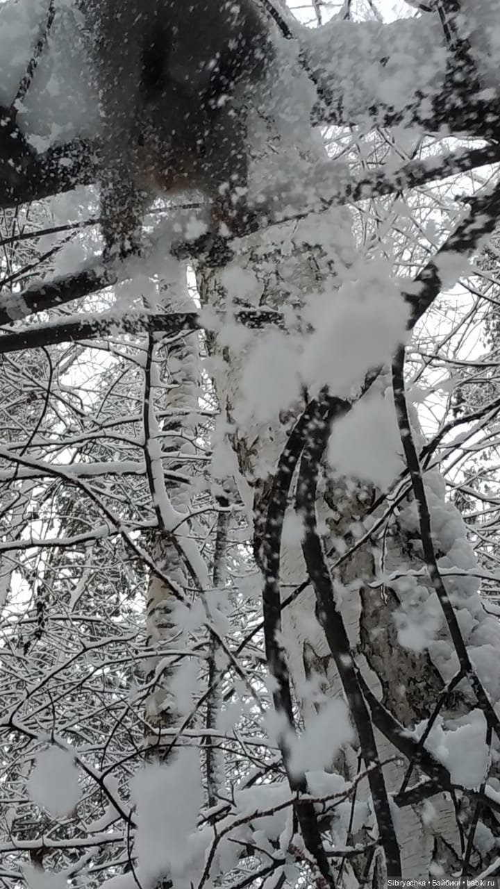 Белочки в сибирском лесу — В мире животных: смешные фото питомцев и зверей