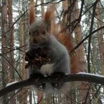 Белочки в сибирском лесу.
