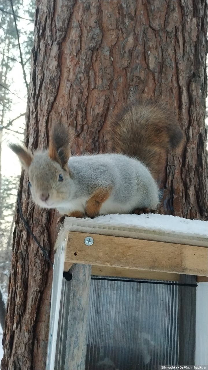 Лесная прогулка Наташи — Игровые куклы разных производителей (Разное): редкие бренды