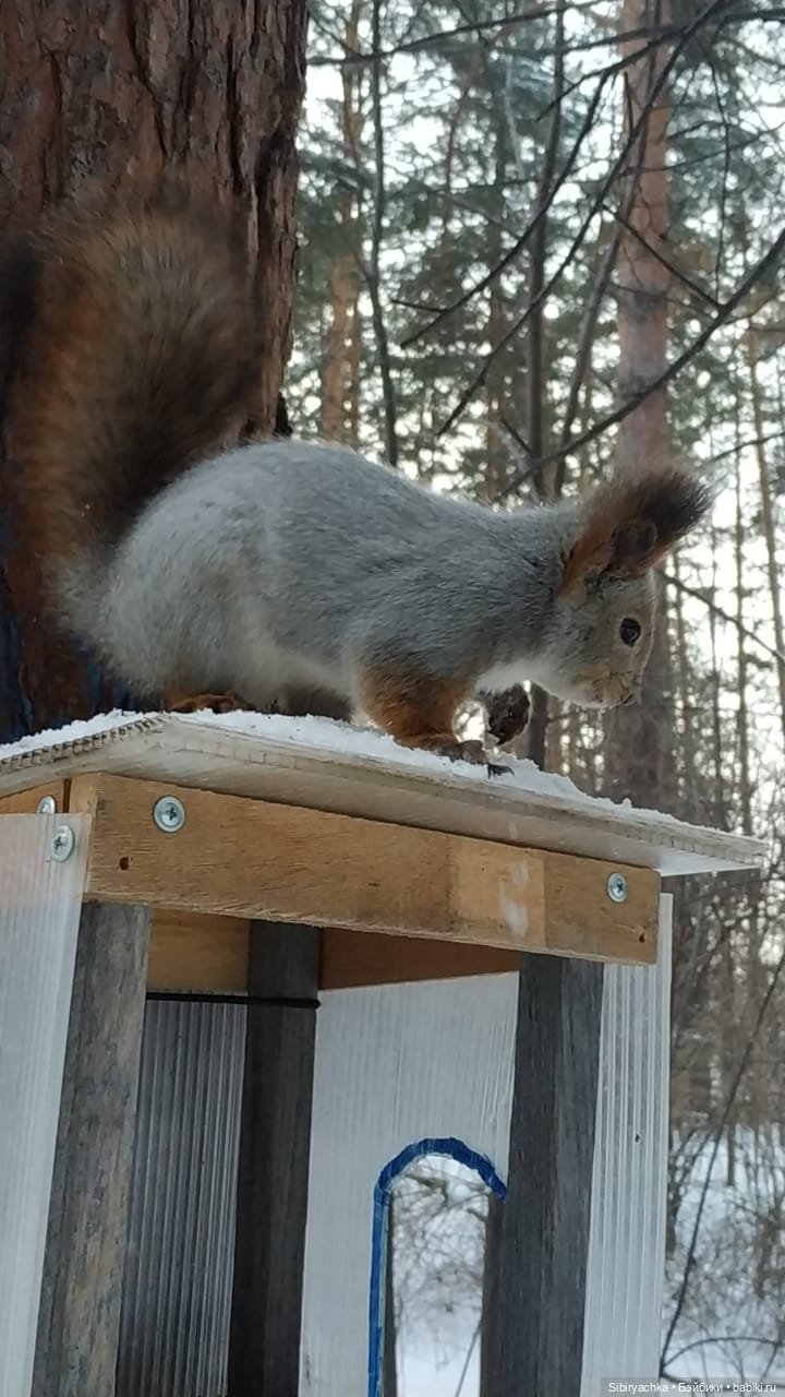 Лесная прогулка Наташи — Игровые куклы разных производителей (Разное): редкие бренды
