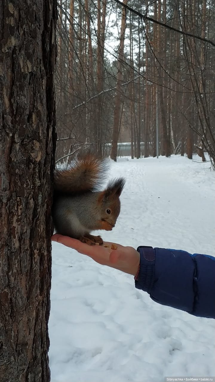 Сибирские белочки — В мире животных: смешные фото питомцев и зверей