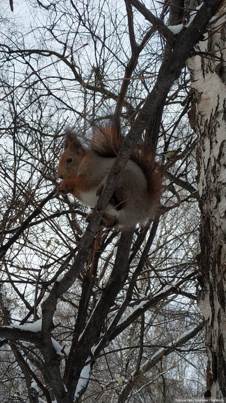 Сибирские белочки — В мире животных: смешные фото питомцев и зверей (фото 6)