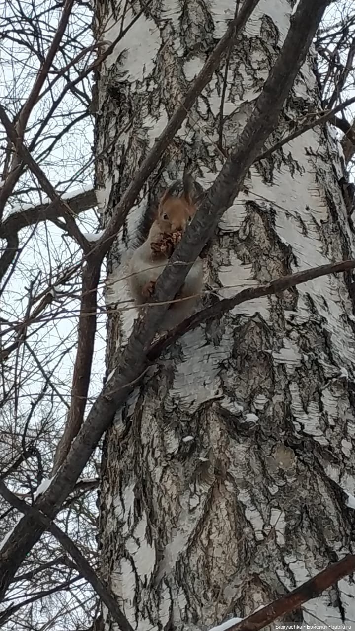Сибирские белочки — В мире животных: смешные фото питомцев и зверей