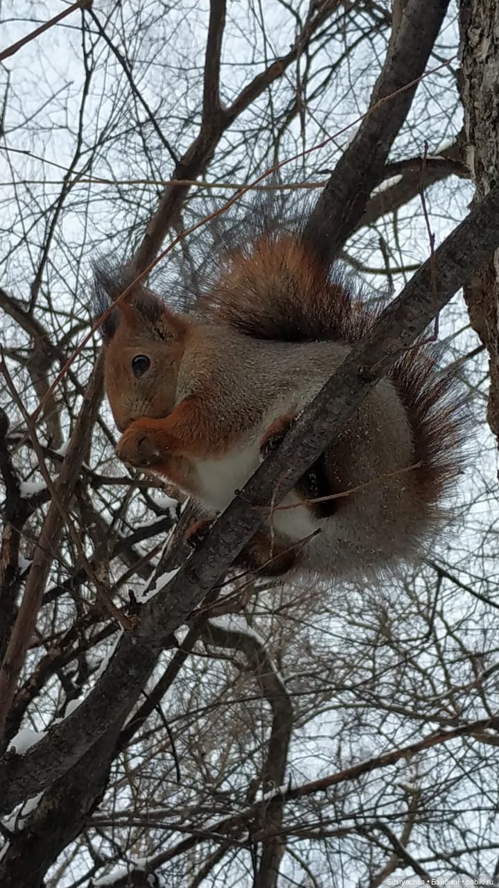 Сибирские белочки — В мире животных: смешные фото питомцев и зверей (фото 7)