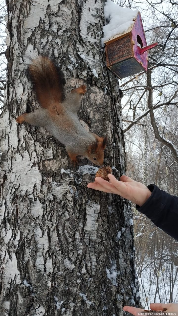 Сибирские белочки — В мире животных: смешные фото питомцев и зверей