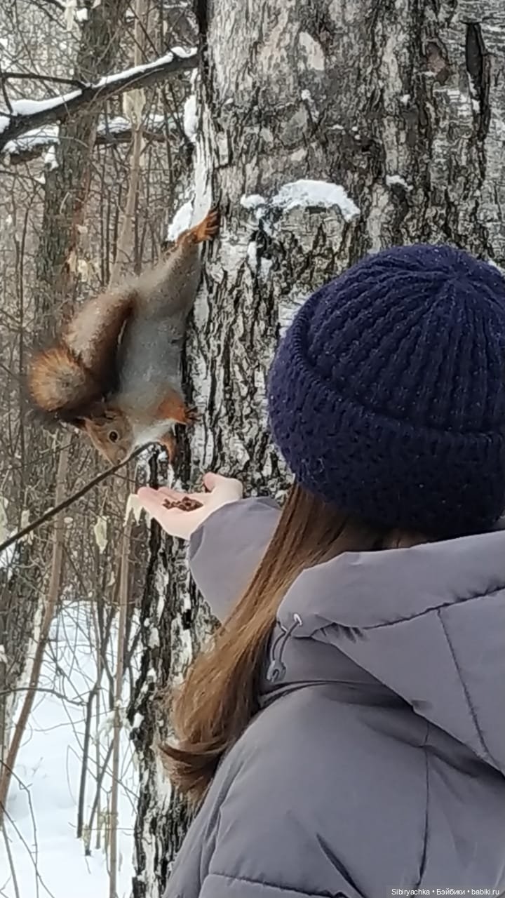 Сибирские белочки — В мире животных: смешные фото питомцев и зверей